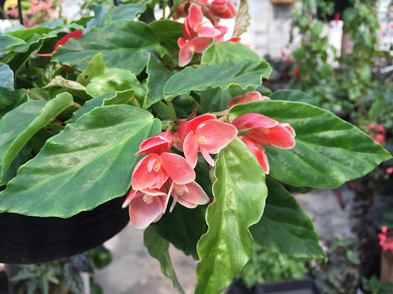 B. limmingheana